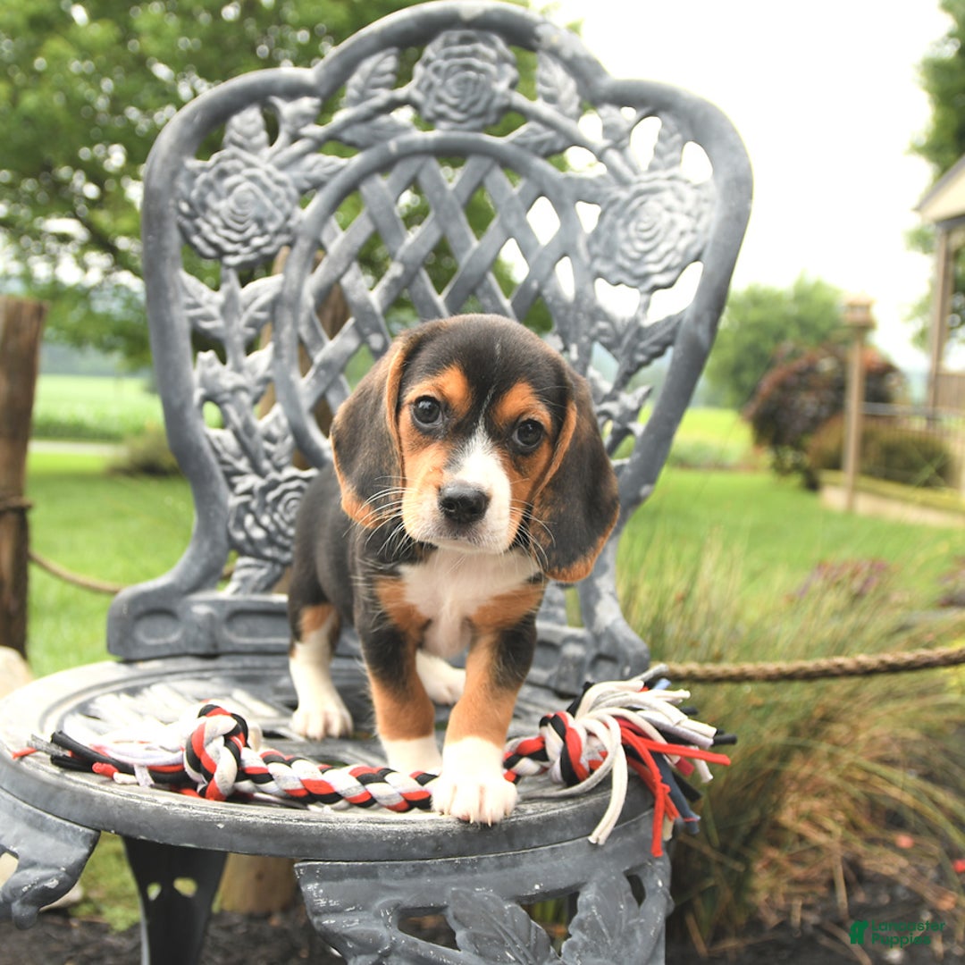 Beagle dogs for sale: Abby - Image 2