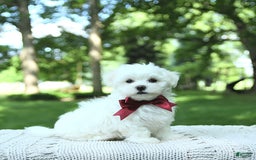 Maltese dogs for sale: Dakota - Image 12