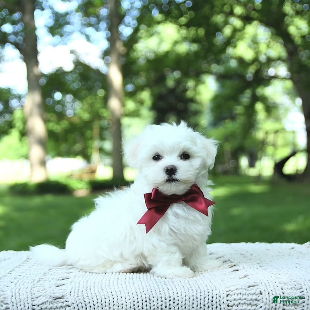 Maltese dogs for sale: Dakota - Image 12