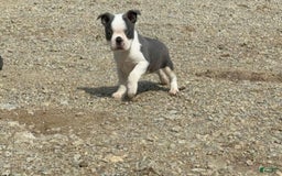 Boston Terrier dogs for sale: Taffy - Image 7