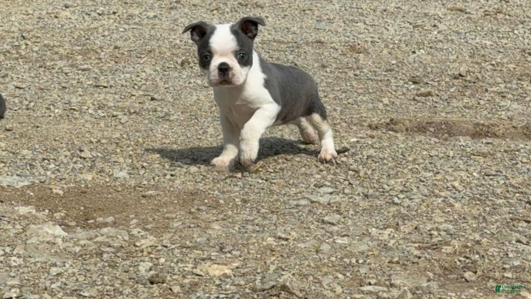Boston Terrier dogs for sale: Taffy - Image 7