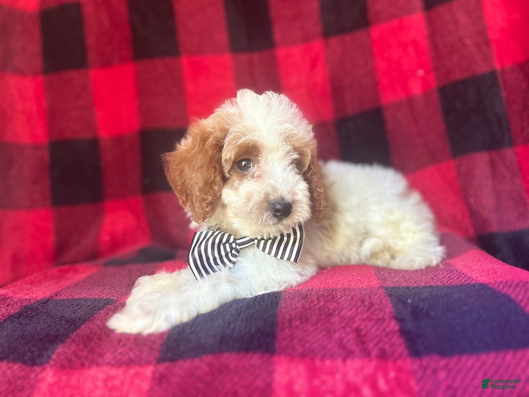 Cavapoo dogs for sale: Jammer - Image 6