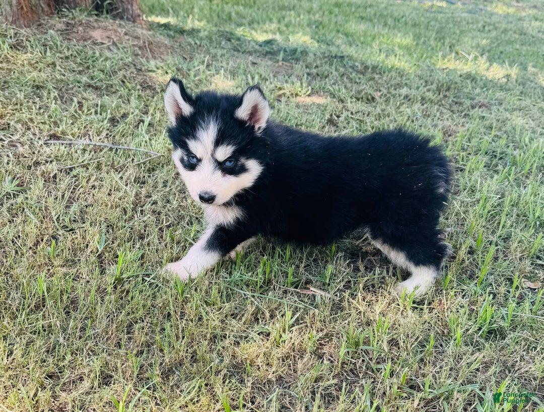 Siberian Husky dogs for sale: Bridgett - Image 7