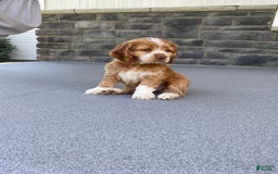 Cocker Spaniel dogs for sale: Asher - Image 6