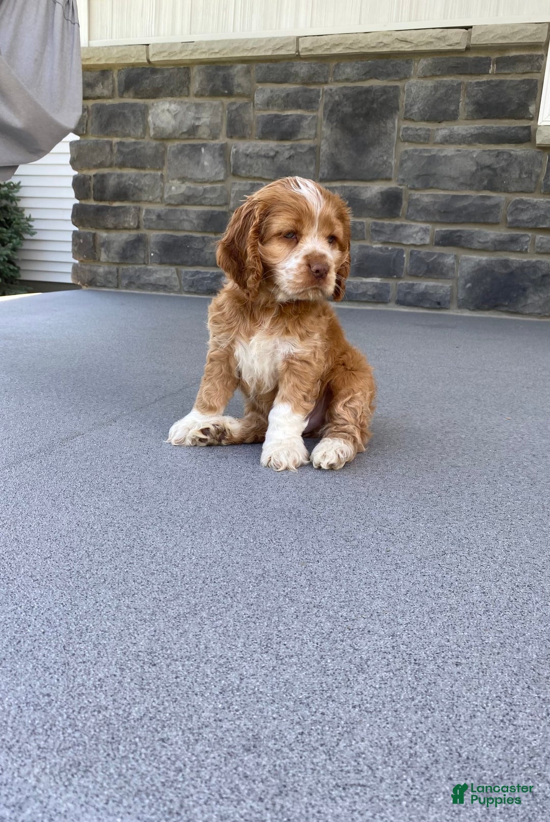 Cocker Spaniel dogs for sale: Asher - Image 6