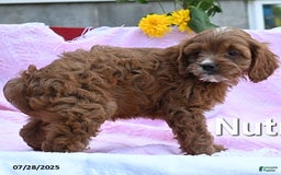 Cavapoo dogs for sale: Nutmeg - Image 3