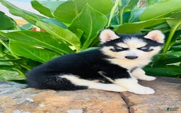 Siberian Husky dogs for sale: Rip - Image 6