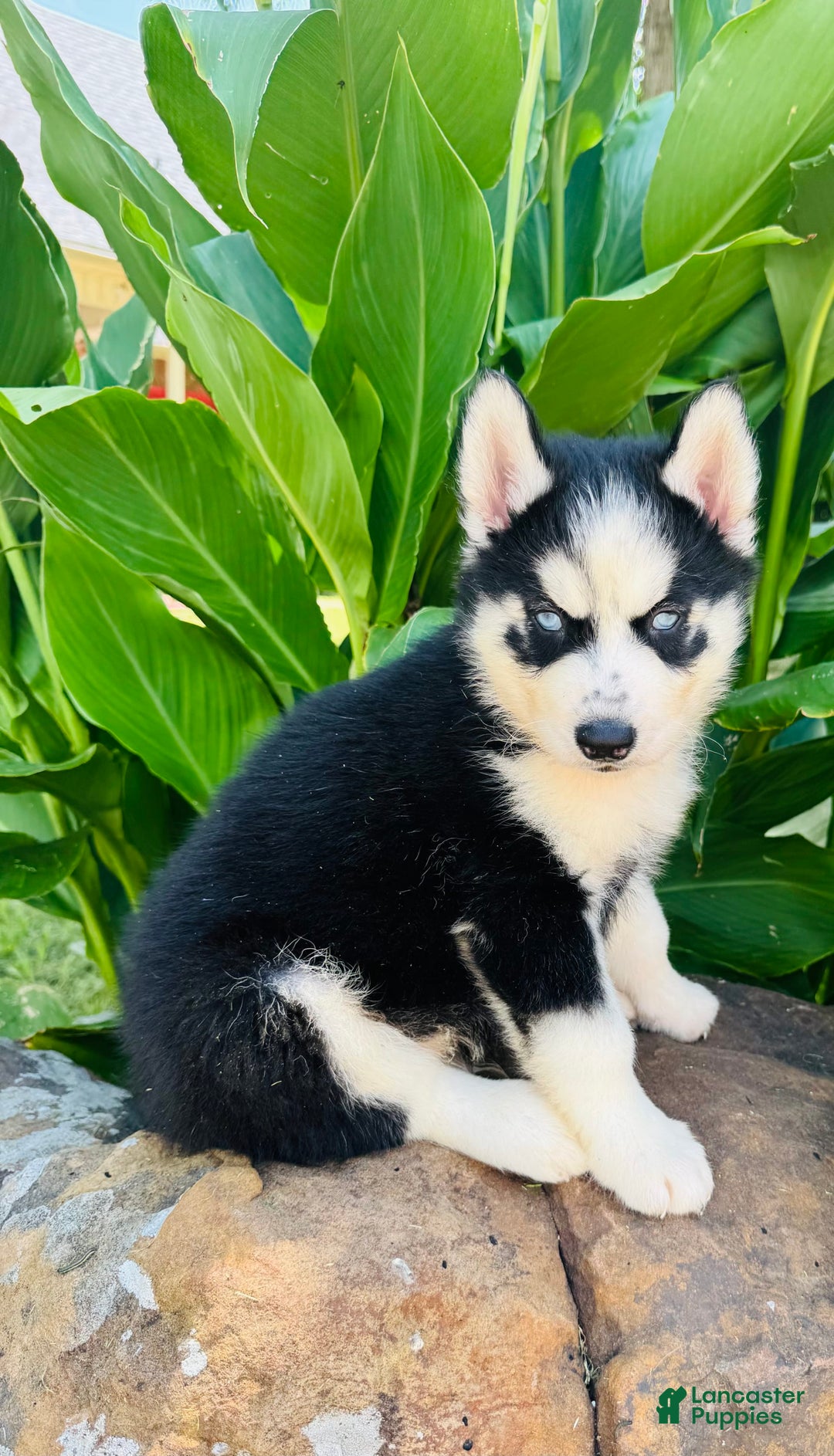 Siberian Husky dogs for sale: Rip - Image 6