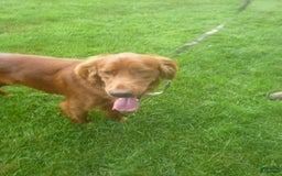 Golden Retriever dogs for sale: Rusty - Image 4