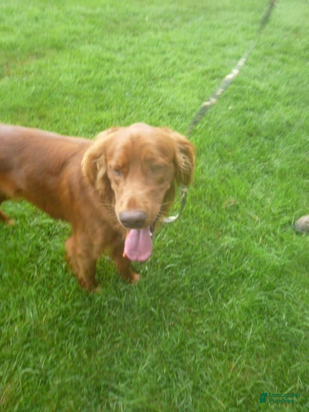 Golden Retriever dogs for sale: Rusty - Image 4