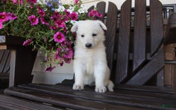 German Shepherd dogs for sale: June - Image 4