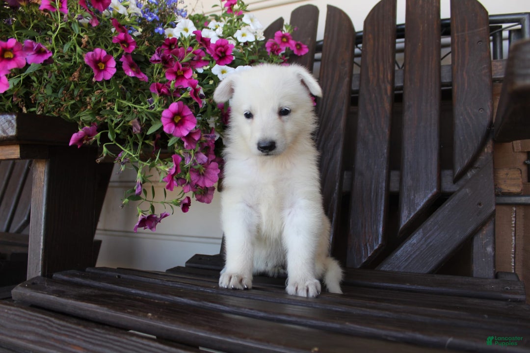 German Shepherd dogs for sale: June - Image 4