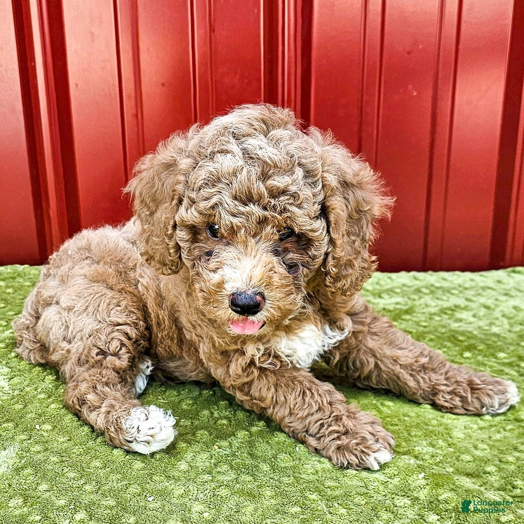 Miniature Poodle dogs for sale: Bobby - Image 2
