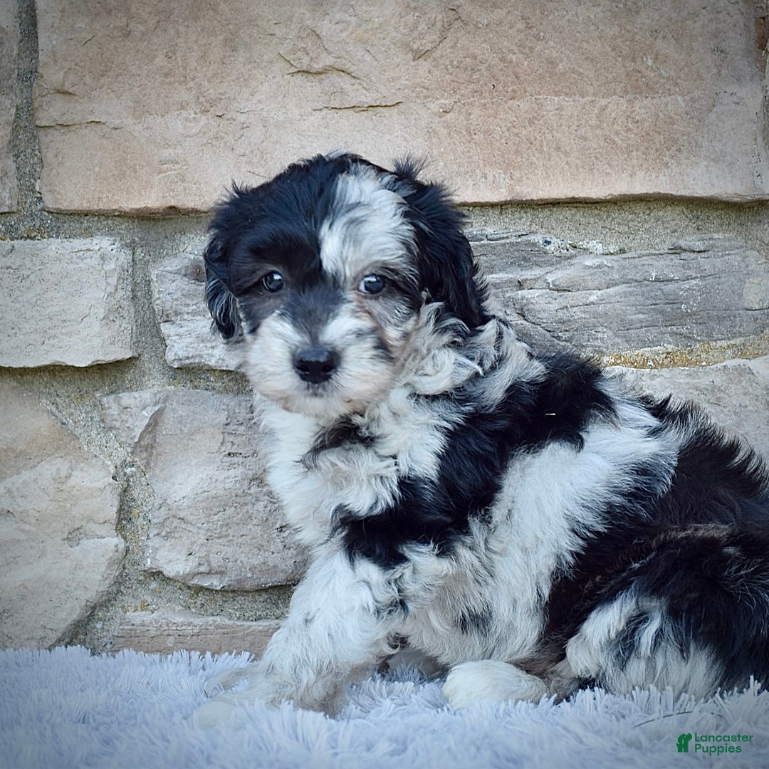 Mini Goldendoodle dogs for sale: Mr. Marley - Image 2