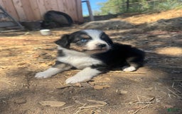 Australian Shepherd dogs for sale: White Collar - Image 4