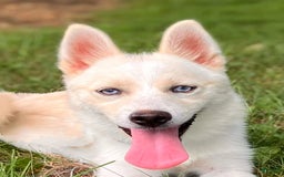 Pomsky dogs for sale: Aden - Image 2
