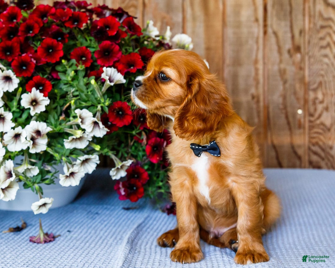 Cavalier King Charles Spaniel dogs for sale: Oliver - Image 17