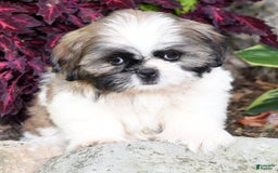Shih Tzu dogs for sale: Denali - Image 4
