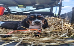 Basset Hound dogs for sale: Charlie - Image 2