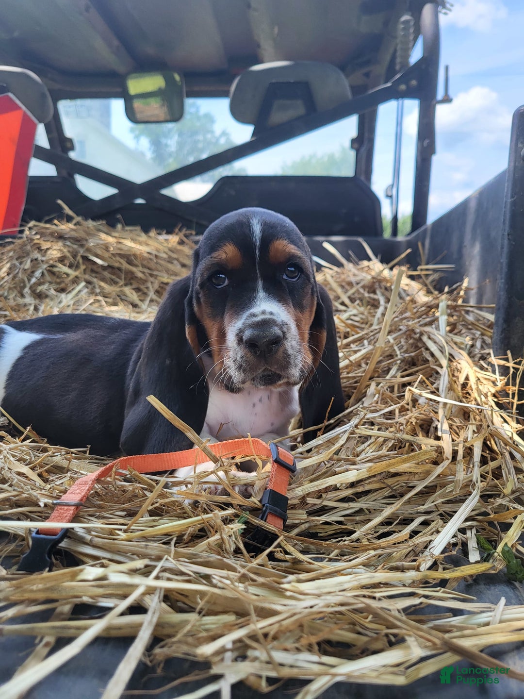 Basset Hound dogs for sale: Charlie - Image 2