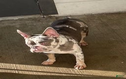 French Bulldog dogs for sale: Lil Wayne - Image 5