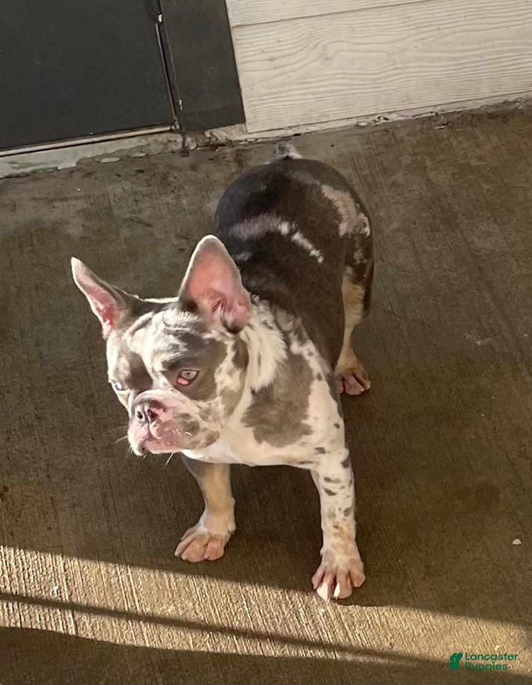 French Bulldog dogs for sale: Lil Wayne - Image 5