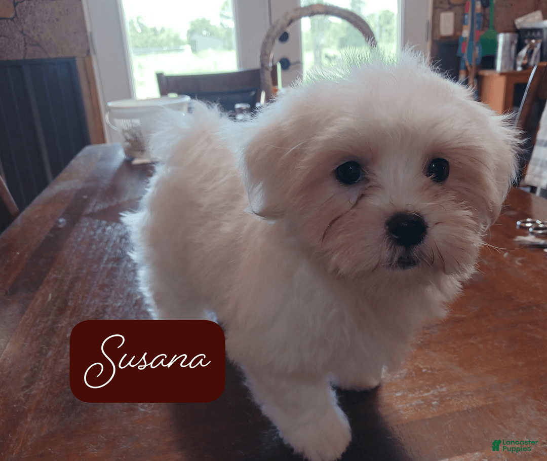 Malshi dogs for sale: Susana - Image 1