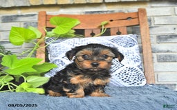 Yorkshire Terrier dogs for sale: Penny - Image 4