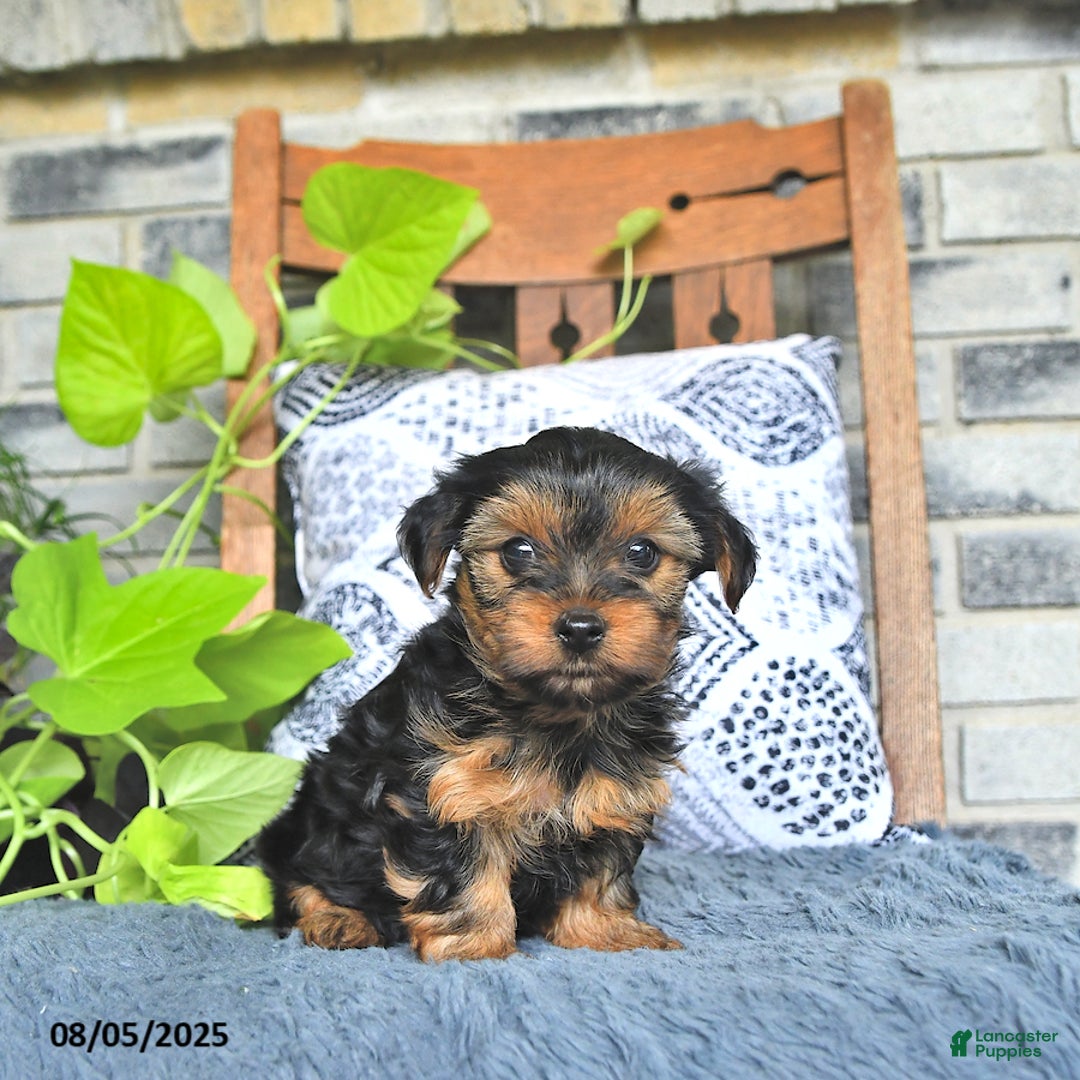Yorkshire Terrier dogs for sale: Penny - Image 4