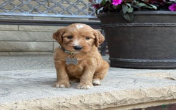 Goldendoodle dogs for sale: Mia - Image 8