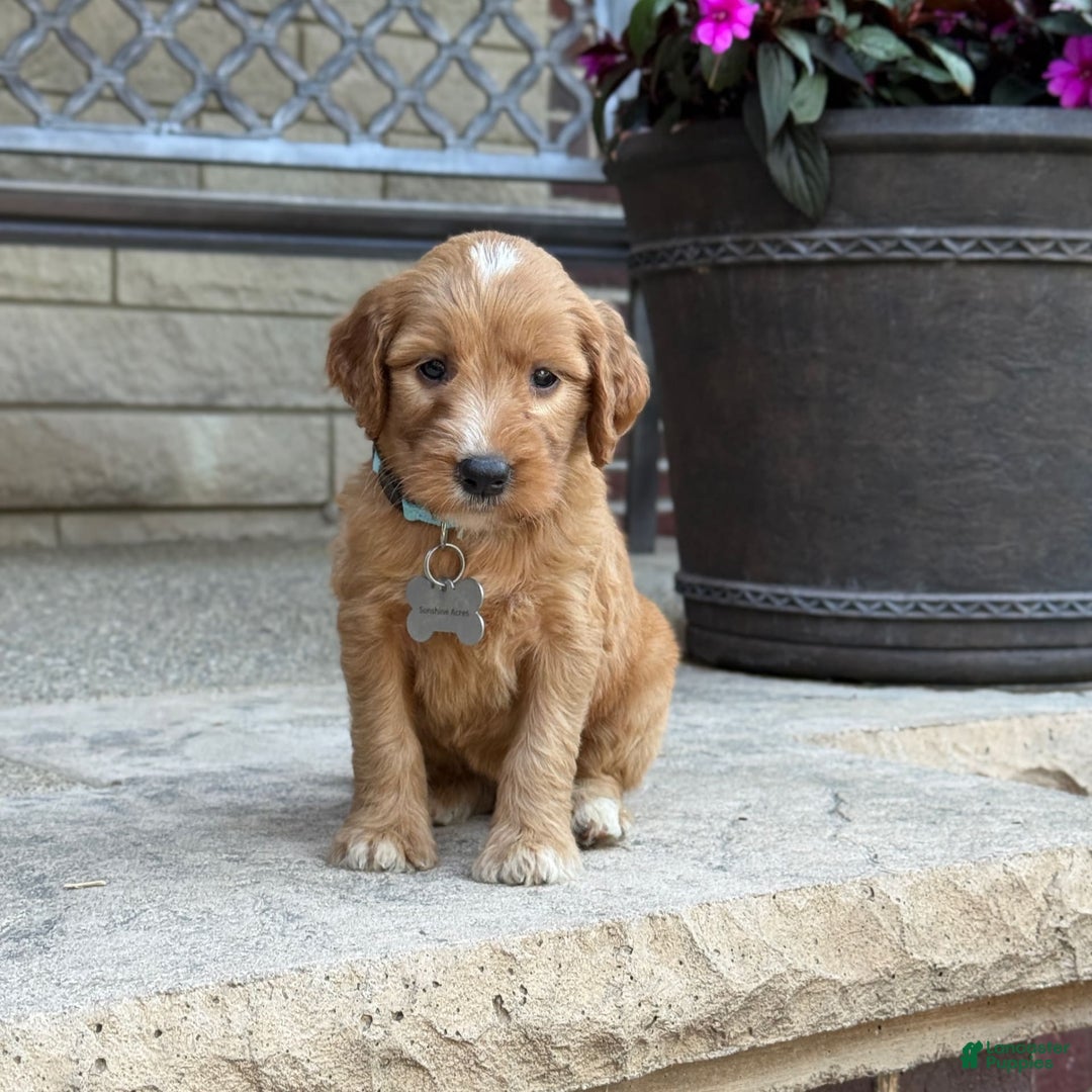 Goldendoodle dogs for sale: Mia - Image 8