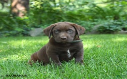 Labrador Retriever dogs for sale: Morris - Image 3