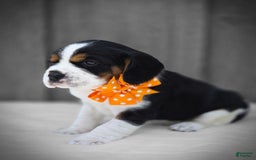 Beaglier dogs for sale: Oscar - Image 1