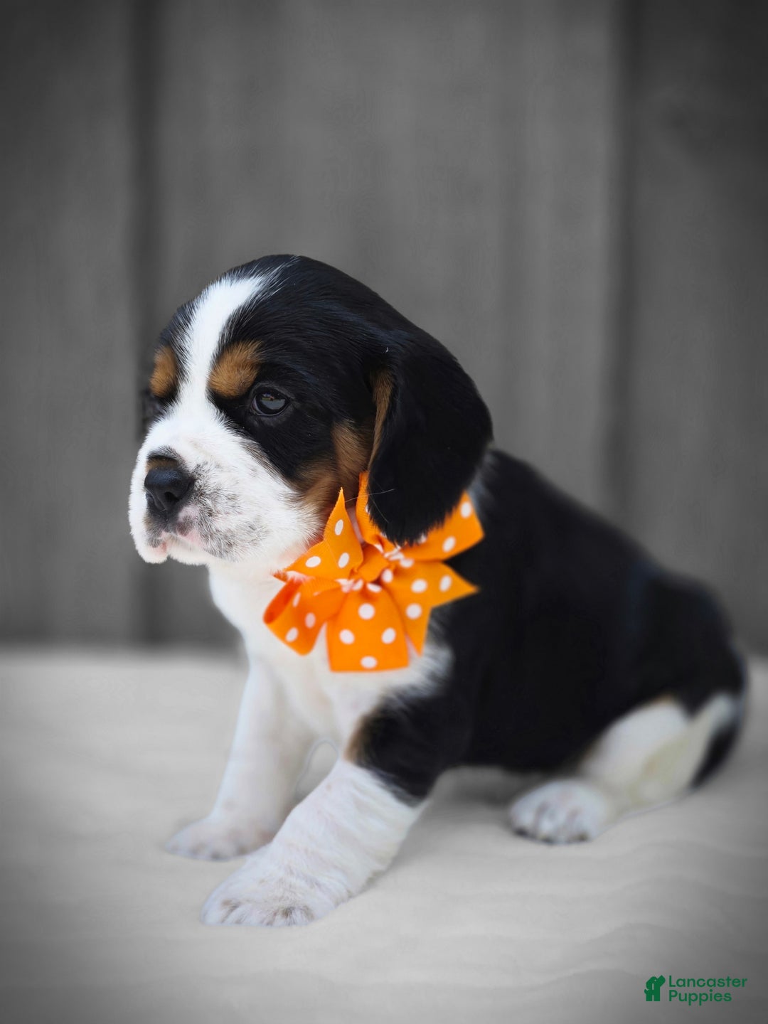 Beaglier dogs for sale: Oscar - Image 1
