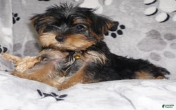 Yorkshire Terrier dogs for sale: Alyssa - Image 16