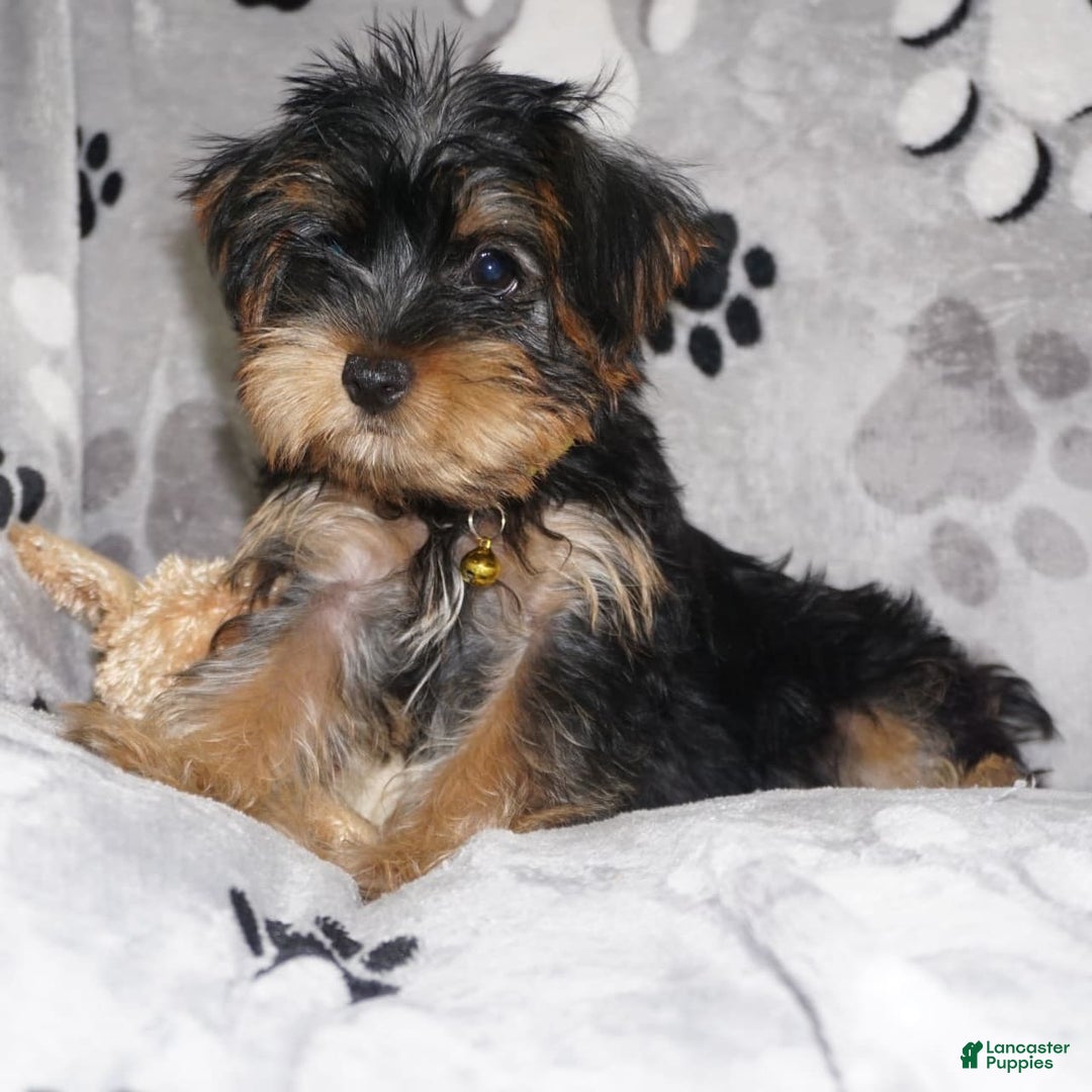 Yorkshire Terrier dogs for sale: Alyssa - Image 16