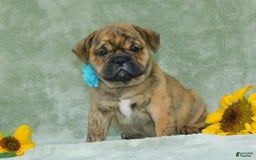 English Bulldog dogs for sale: Teddy - Image 8