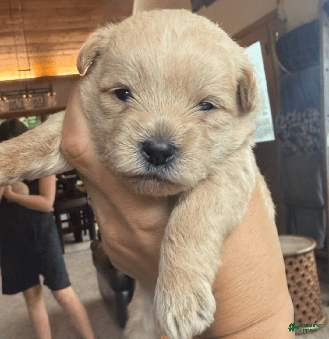 Miniature Poodle dogs for sale: Mort - Image 1
