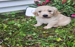 Goldendoodle dogs for sale: Eve - Image 3