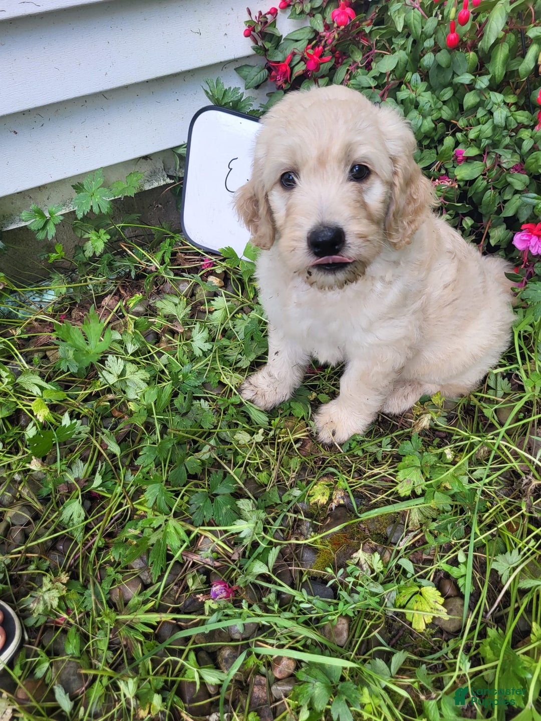 Goldendoodle dogs for sale: Eve - Image 3