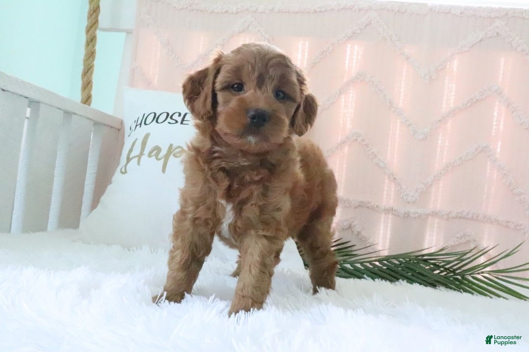 Mini Goldendoodle dogs for sale: Oakley - Image 4