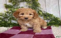Doxiepoo dogs for sale: Debbie - Image 2