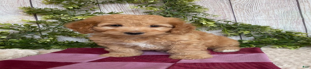 Debbie
