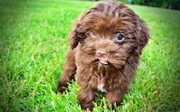 Havapoo dogs for sale: Wiggles - Image 8