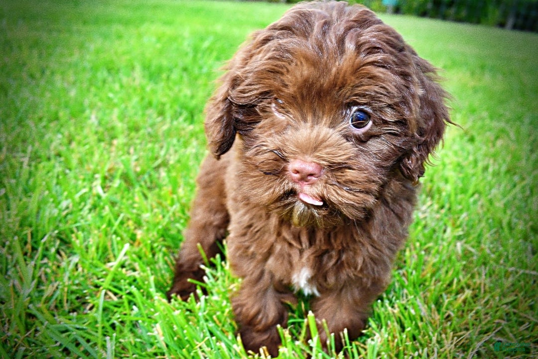 Havapoo dogs for sale: Wiggles - Image 8