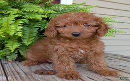Mini Goldendoodle dogs for sale: Mini -lilly - Image 28