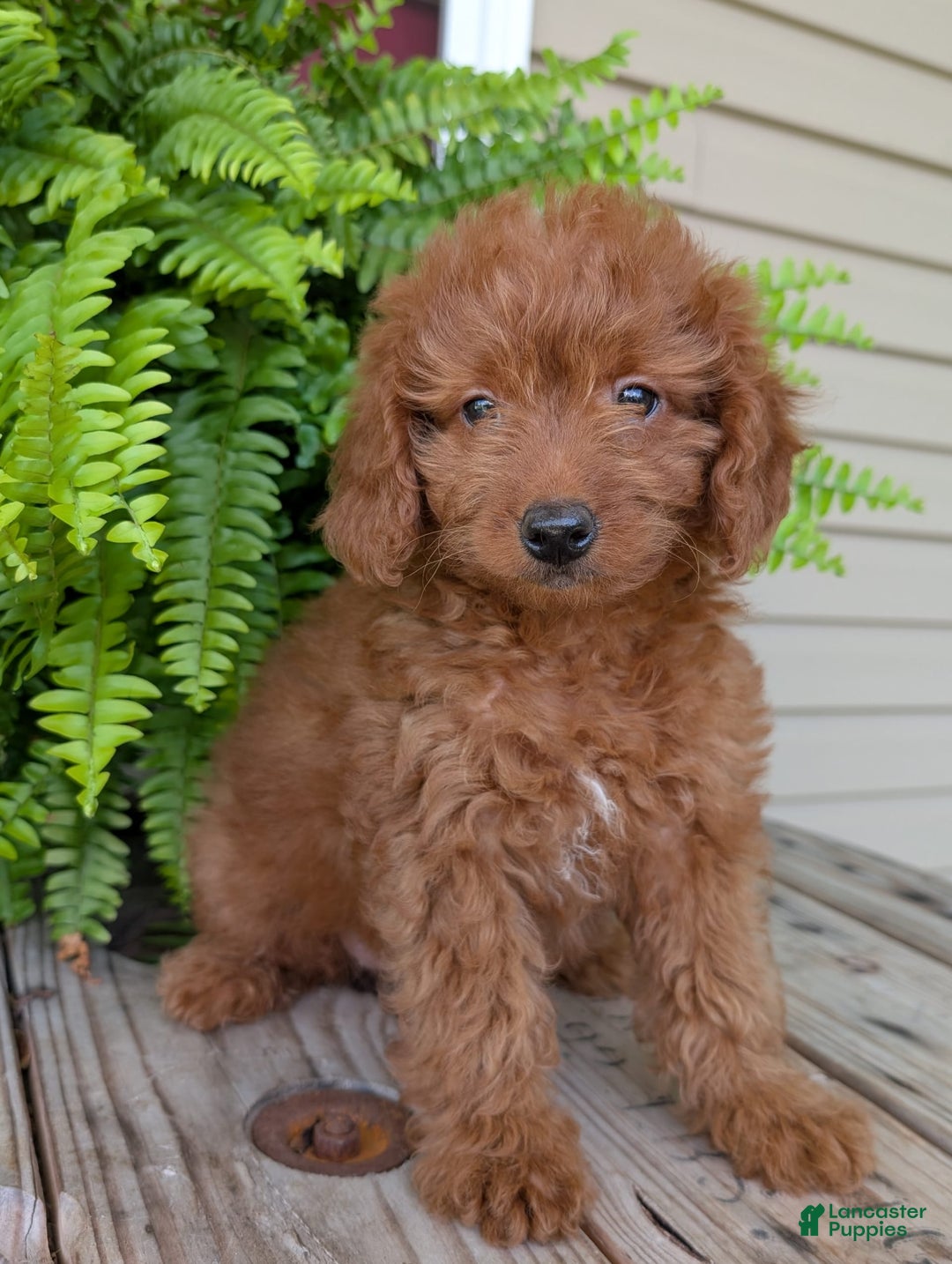 Mini Goldendoodle dogs for sale: Mini -lilly - Image 28