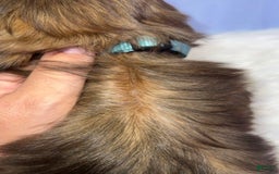 Shih Tzu dogs for sale: Butterfly Blue - Image 4