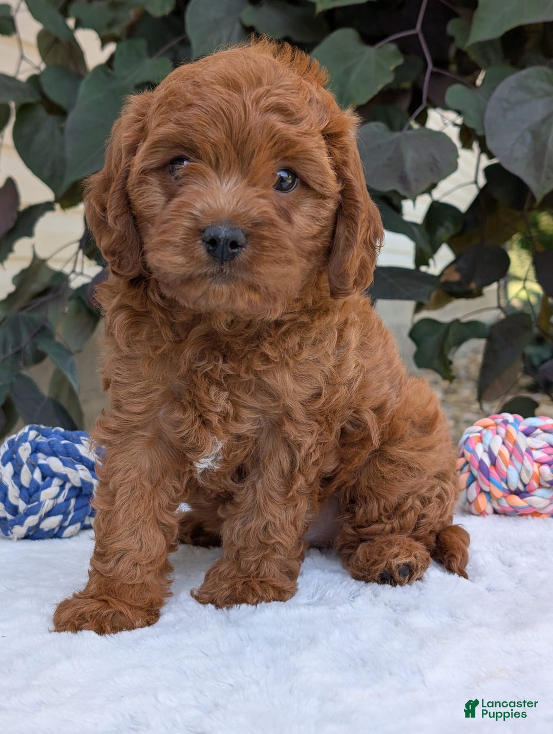 Cavapoo dogs for sale: Loki - Image 12