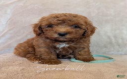 Miniature Poodle dogs for sale: Snowball - Image 1